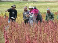 La quinoa. Exploitation des ressources en Bolivie.