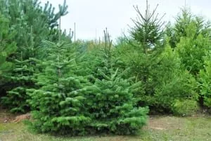tout-sur-le-sapin-santecool