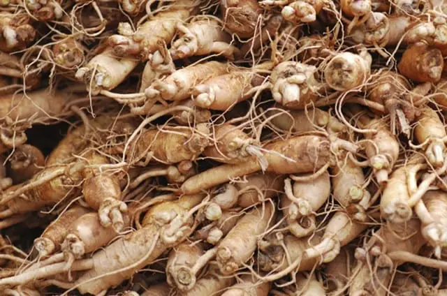 Ginseng-santecool