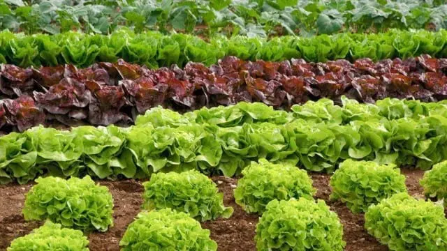 Plus-d-une-salade-sur-10-contient-des-pesticides-interdits-santecool