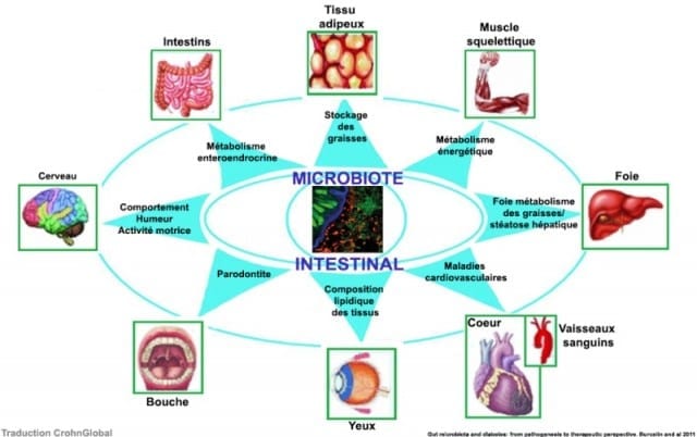 Les-parasites-intestinaux-modifient-la-composition-du-microbiote-intestinal-santecool