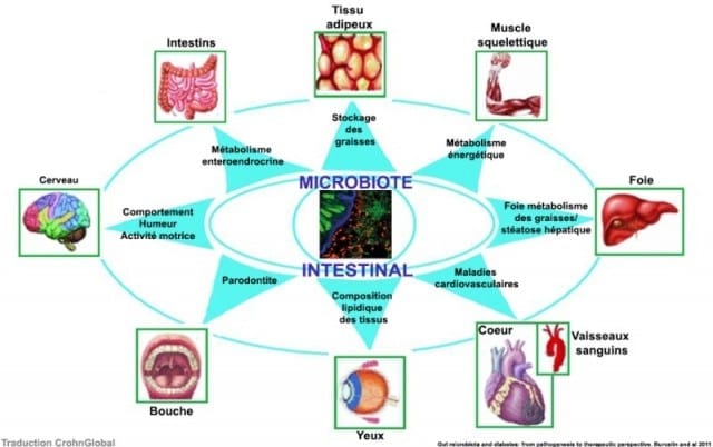 Le-microbiote-intestinal-doit-être-pris-pour-traiter-le-diabète-santecool 