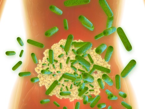 une-bacterie-intestinale-antidouleur-santecool