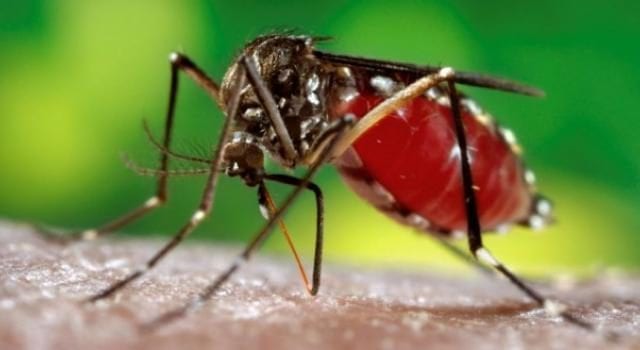 Un-traitement-contre-la-dengue-et-le-virus-Zika-santecool