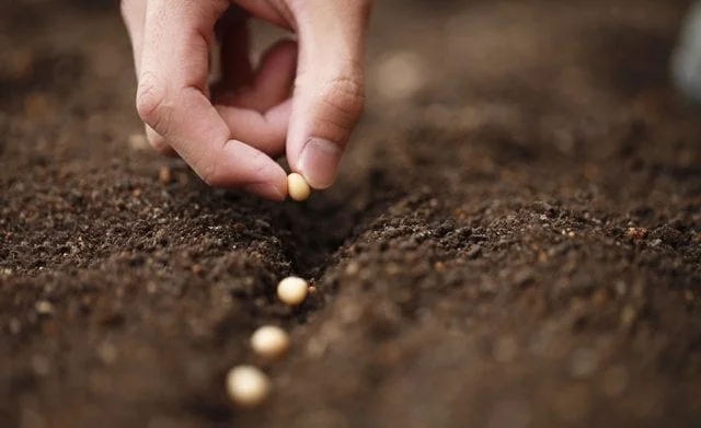 Plantons-des-graines-pour-lutter-contre-le-changement-climatique-santecool