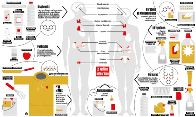 Les pathologies neuro-développementales et les perturbateurs endocriniens