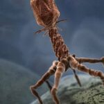 La phagothérapie une solution contre l’antibioresitance ?