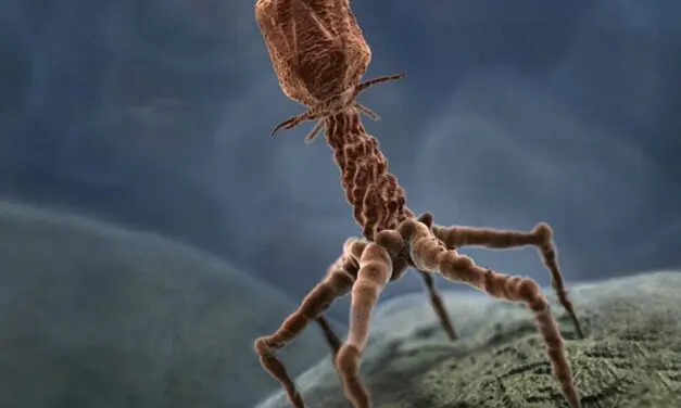 La phagothérapie une solution contre l’antibioresitance ?