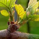 A la découverte de la gemmothérapie