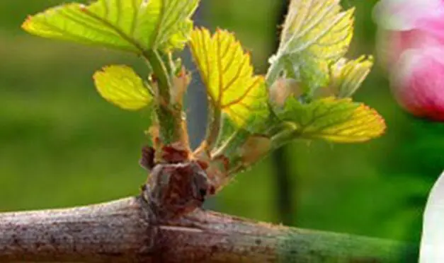 A la découverte de la gemmothérapie