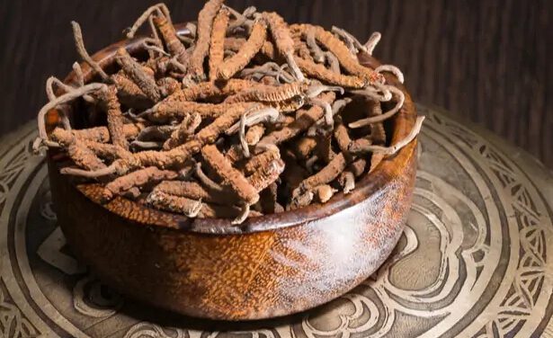 Le Cordyceps, les incroyables bienfaits de ce champignon