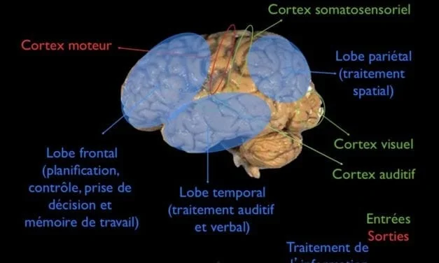 Le cerveau sous toutes ses formes