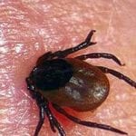 Lyme et maladies transmissibles par les tiques