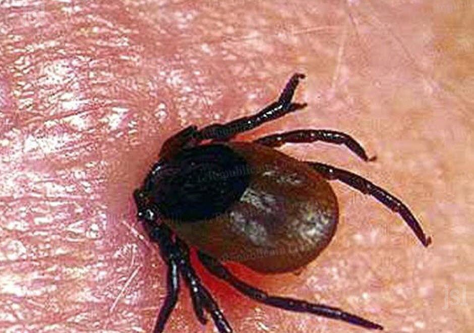 lyme-et-maladies-transmissibles-par-les-tiques-santecool