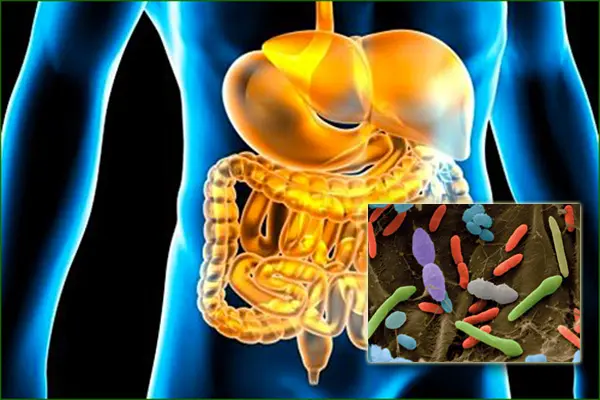 Quand une bactérie intestinale aggrave le syndrome métabolique et qu’un probiotique le soulage