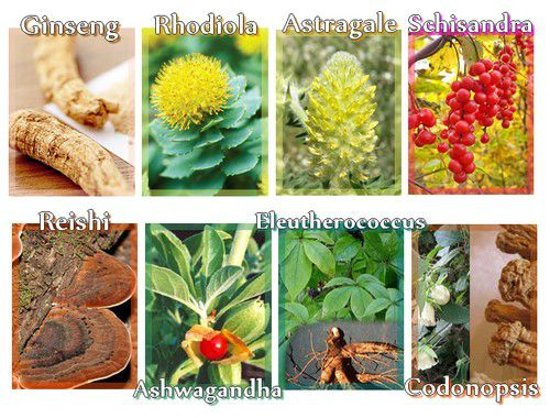 Les bienfaits des plantes adaptogènes