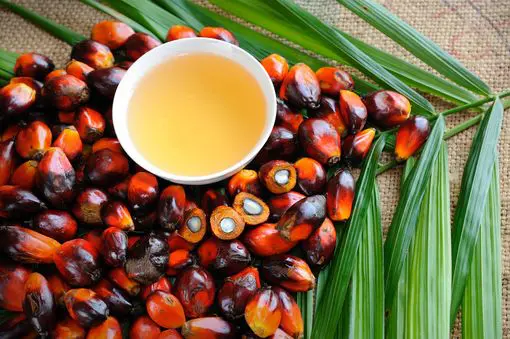 L’huile de palme rouge, une huile 100% bio et responsable