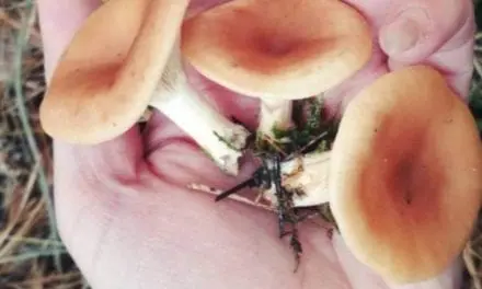 Une augmentation des intoxications liées à la consommation de champignons : restez vigilants !