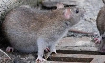 Quelles maladies peuvent transmettent les rats ?