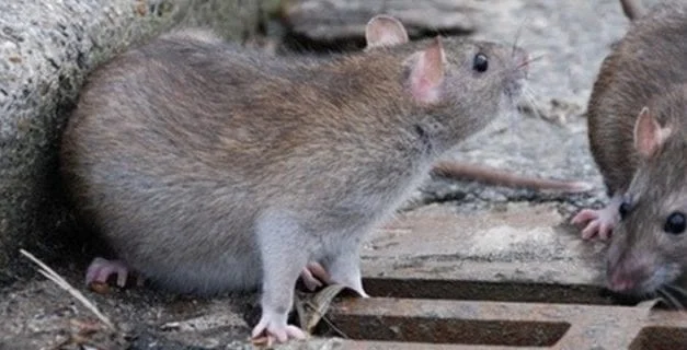 Quelles maladies peuvent transmettent les rats ?