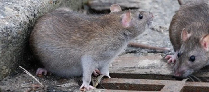 Quelles maladies peuvent transmettent les rats ?