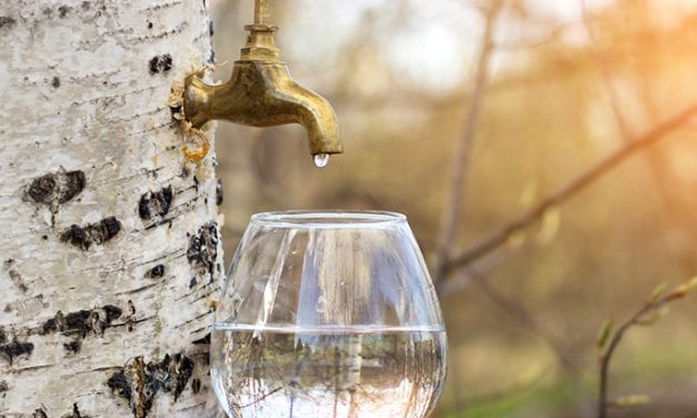 L’eau de bouleau, le nouvel élixir beauté