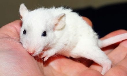 100% de survie chez des souris atteintes d’un mélanome