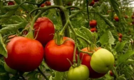 Pas de tomates bio en hiver