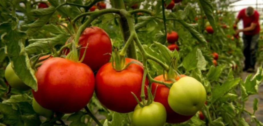 Pas de tomates bio en hiver