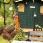 Avoir un poulailler chez soi