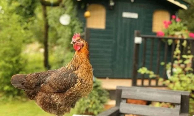 Avoir un poulailler chez soi