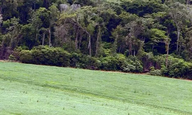 Le soja est partout et favorise la déforestation