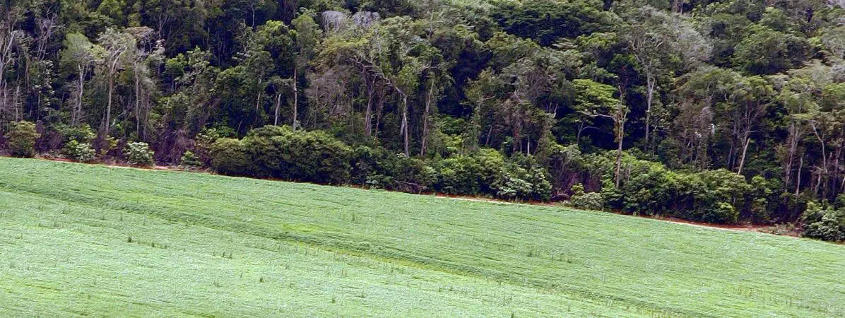 Le soja est partout et favorise la déforestation