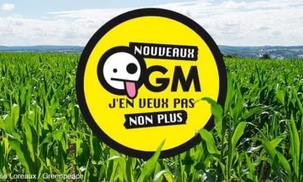 Un an après l’arrêt européen sur les nouveaux OGM, où en est-on ?