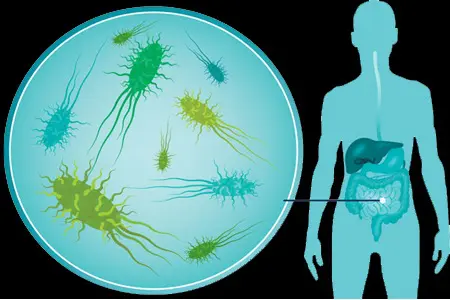 Nahibu analyse notre microbiote intestinal