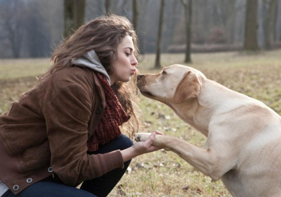 Posséder un animal de compagnie pourrait aider à préserver la bonne santé cardiovasculaire, notamment s’il s'agit d'un chien. Pour savoir pourquoi le meilleur ami de votre cœur est le chien, lisez ce qui suit.