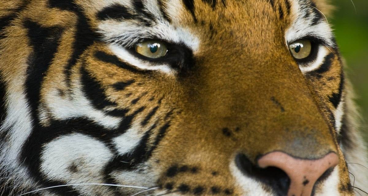 L’œil de tigre, la pierre du courage et de la protection