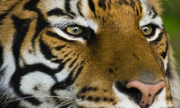 L’œil de tigre, la pierre du courage et de la protection