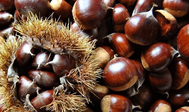 Marrons et châtaignes : ne les confondez pas pour éviter les intoxications !