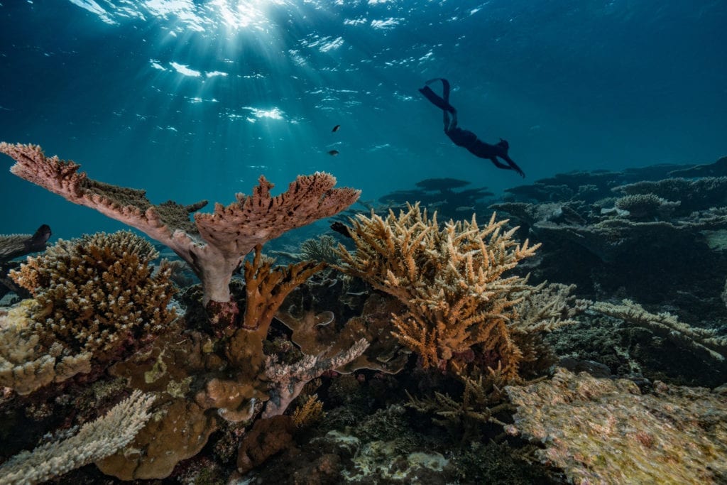 recifs-coralliens-coeur-de-locean
