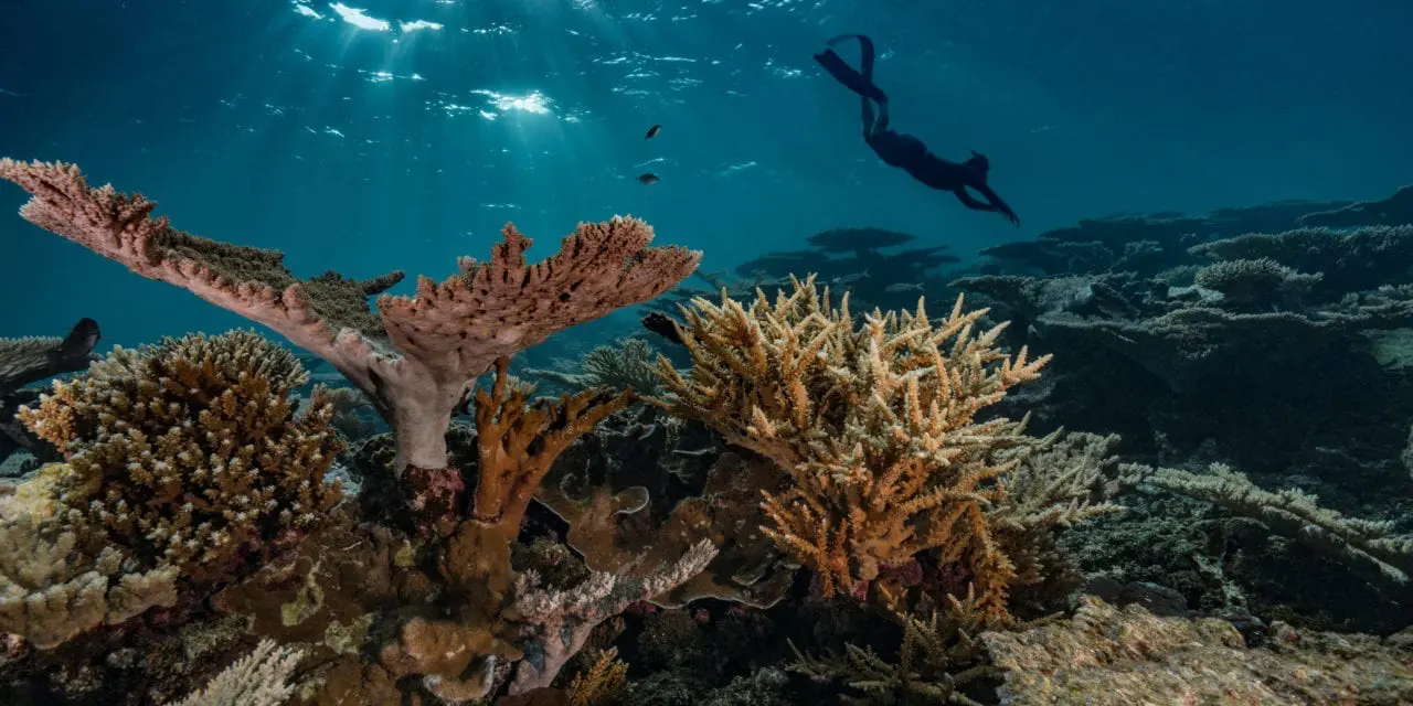Récifs coralliens, cœur de l’océan