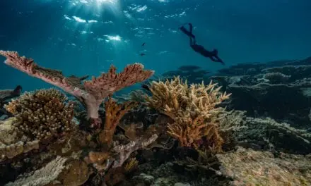 Récifs coralliens, cœur de l’océan