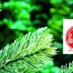 Sapin Label Rouge ou sapin bio?