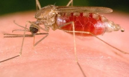 De nouveaux médicaments contre le paludisme