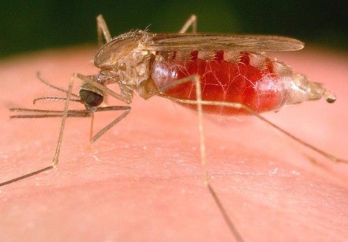 De nouveaux médicaments contre le paludisme