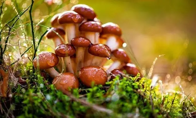 Les champignons vitaux des anti-grippe naturels