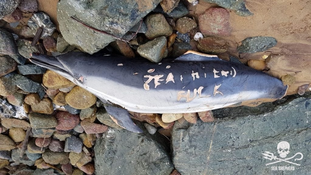 hecatombe-11300-dauphins-tués-en-2019