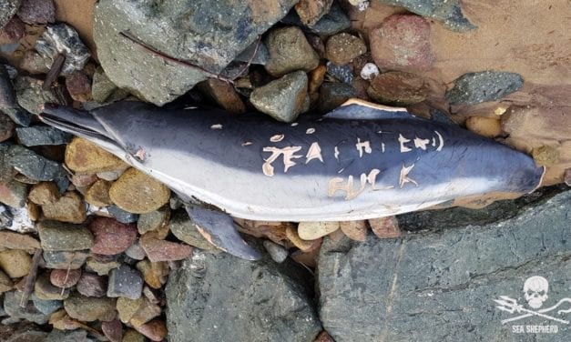 Hécatombe : 11 300 dauphins tués en 2019