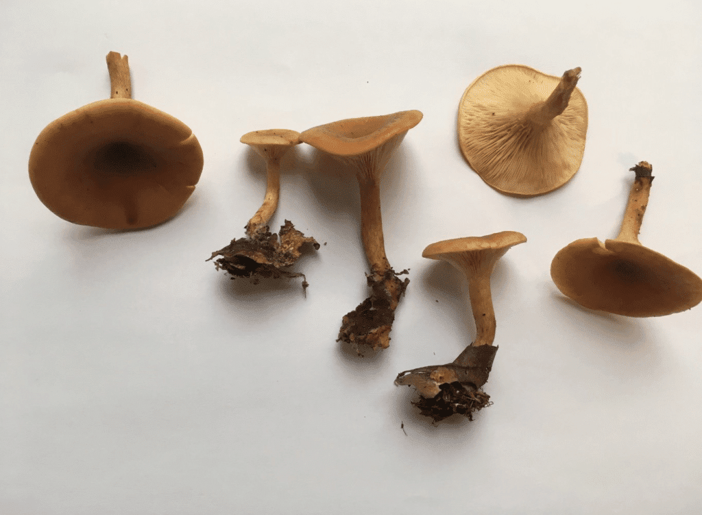 un-champignon-pourrait-guerir-les-maladies-genetiques-rares