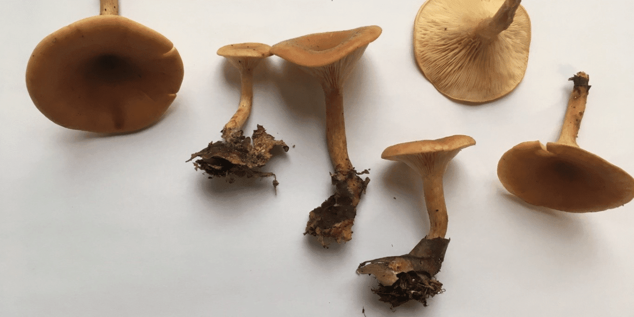 Un champignon pourrait guérir les maladies génétiques rares